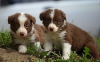 Cute brown border puppies