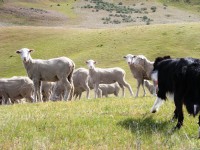 Sheeps and border collie