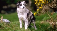 Blue merle border attention