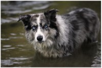 Blue merle border in the water