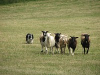 Border herding sheeps