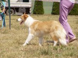 Australian red colored border collie