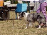 Blue merle border on the move