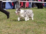 Blue merle border in the ring on the move