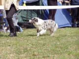Blue merle dog motion picture
