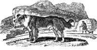 Border collie picture from a book written by Thomas Bewick