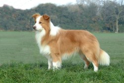 Border collie color - Australian red (ee Red) - 