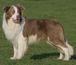 Border collie color - Lilac - Ghost of Pinewood Country