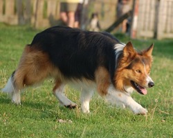Border collie color - Saddle - Easy From Doggone Borders