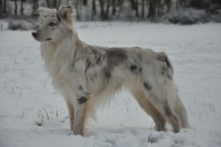 Border collie szín - Slate merle - Lower Saxon Don't Worry Be Happy