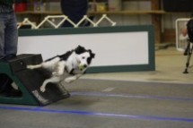 Flyball, a great and fast ball game