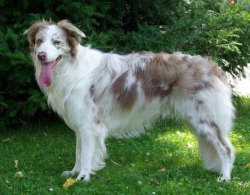 Border collie color - Lilac merle - Quentin Of Pinewood Country