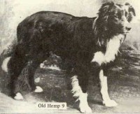 Old Hemp