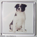 Fekete-fehér border collie kölyök portrés hűtőmágnes