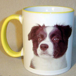 Sárga fülű és premeű bögre border collie-val